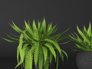 fern Modèle 3D