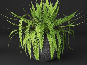 fern Modèle 3D