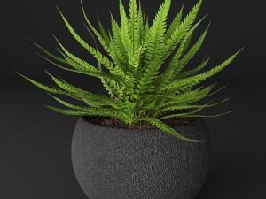 fern Modèle 3D