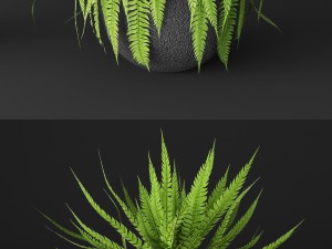 fern Modèle 3D