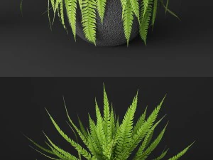 fern 3D Model