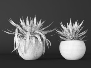fern Modèle 3D