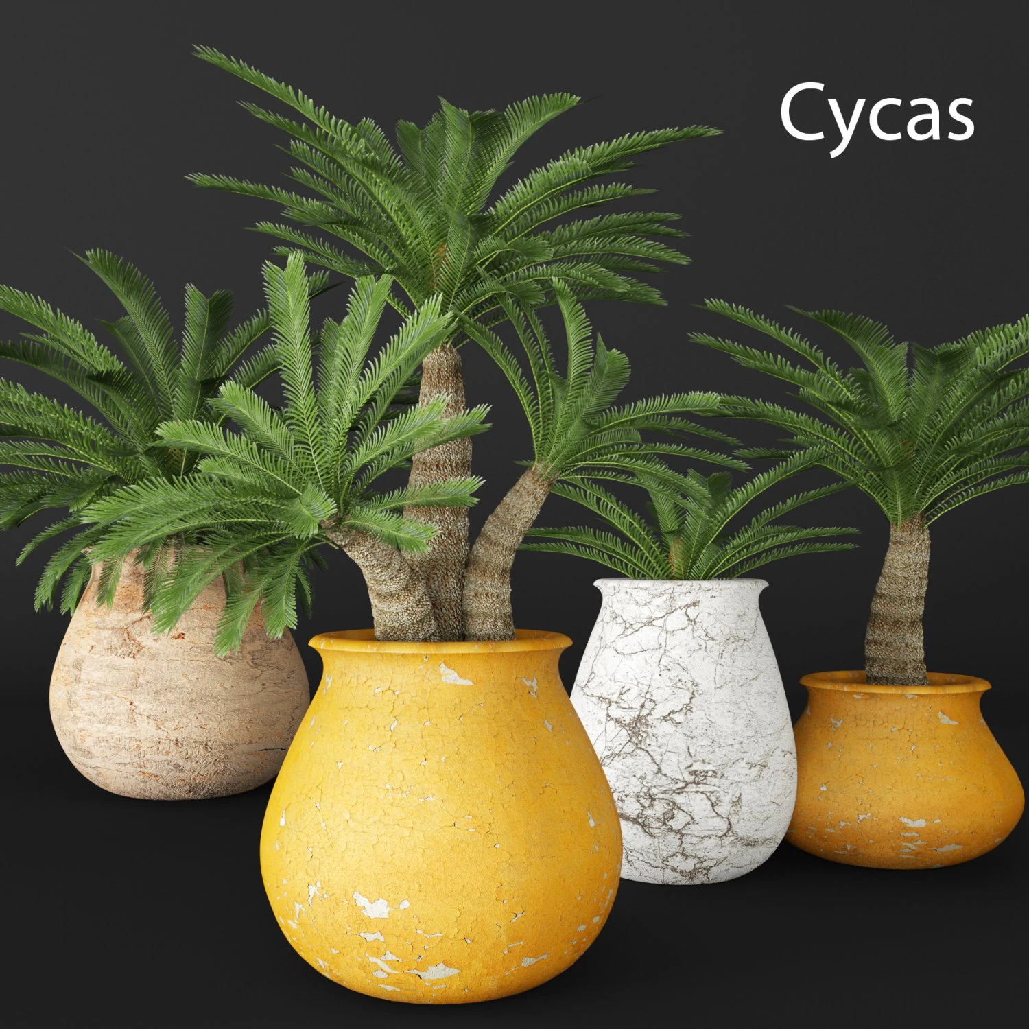 palmeira Modelo 3D .c4d .max .obj .3ds .fbx .stl .blend 