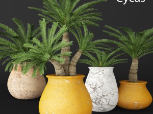 palm tree 3D 模型