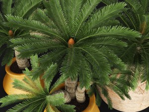 palm tree 3D 모델