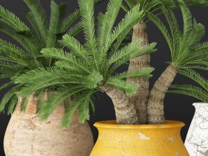 palm tree 3D 모델