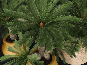 palm tree 3D 모델