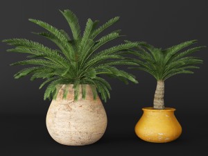 palm tree 3D 모델