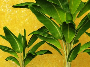banana tree 3D 模型