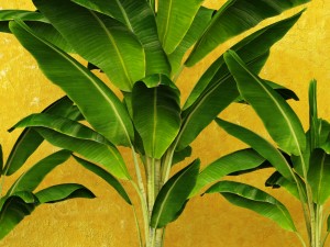 banana tree 3D 模型
