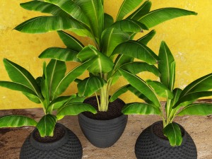 banana tree 3D 模型