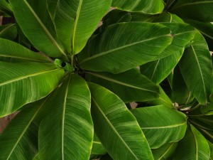 banana tree 3D 模型