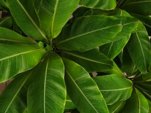 banana tree 3D Model