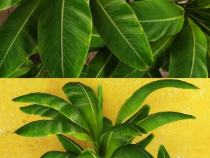 banana tree 3D 模型