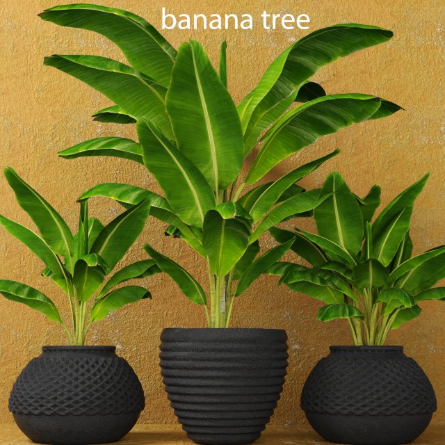 banana tree Model 3D .c4d .max .obj .3ds .fbx .stl .blend 