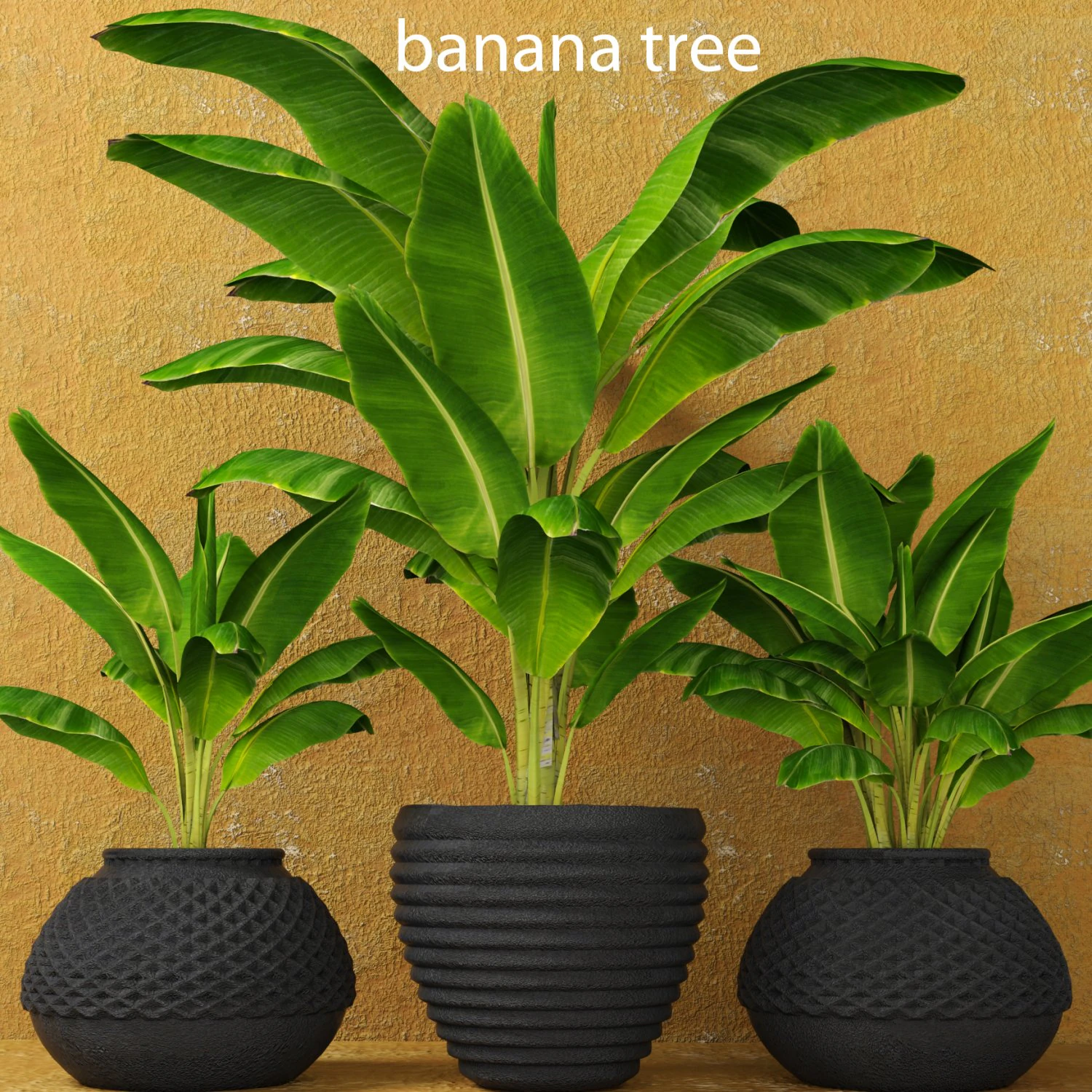 banana tree 3D Model .c4d .max .obj .3ds .fbx .stl .blend 