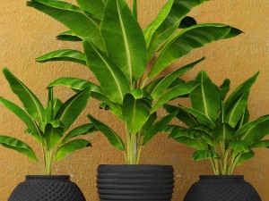 banana tree 3D मॉडल