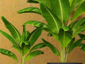 banana tree Model 3D