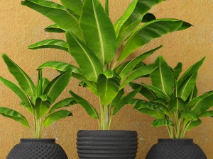 banana tree Model 3D