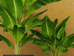 banana tree Model 3D