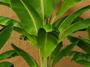 banana tree Model 3D