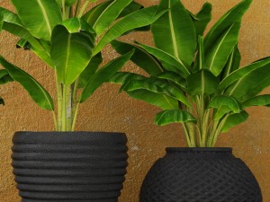 banana tree Model 3D