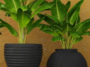 banana tree 3D Model