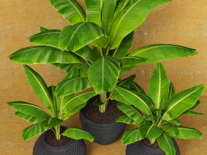 banana tree Model 3D