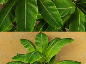 banana tree Model 3D