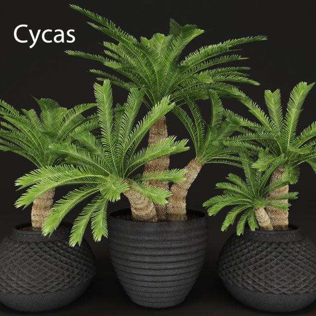 palm tree Modelo 3D .c4d .max .obj .3ds .fbx .stl .blend 