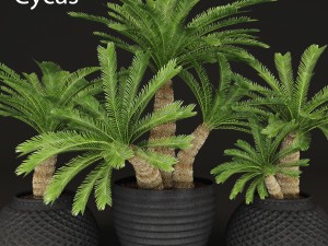 palm tree 3D Model