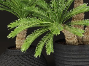 palm tree Modelo 3D