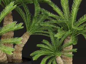 palm tree Modelo 3D