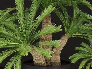 palm tree Modelo 3D
