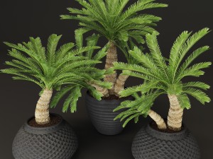 palm tree Modelo 3D