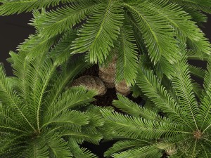 palm tree Modelo 3D