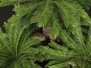 palm tree 3D Model
