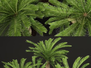 palm tree Modelo 3D
