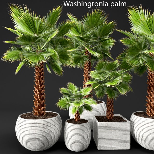 palm tree Model 3D .c4d .max .obj .3ds .fbx .stl .blend 