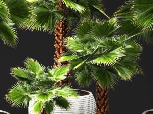 palm tree 3D Model