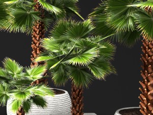 palm tree Model 3D
