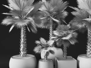 palm tree 3D Model