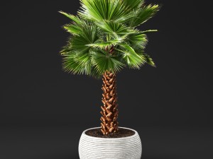 palm tree Model 3D