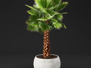 palm tree 3D Model