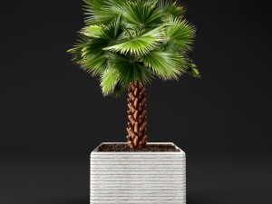 palm tree Model 3D
