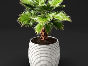 palm tree Model 3D