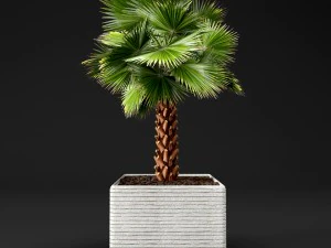 palm tree 3D Model