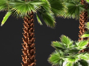 palm tree Model 3D
