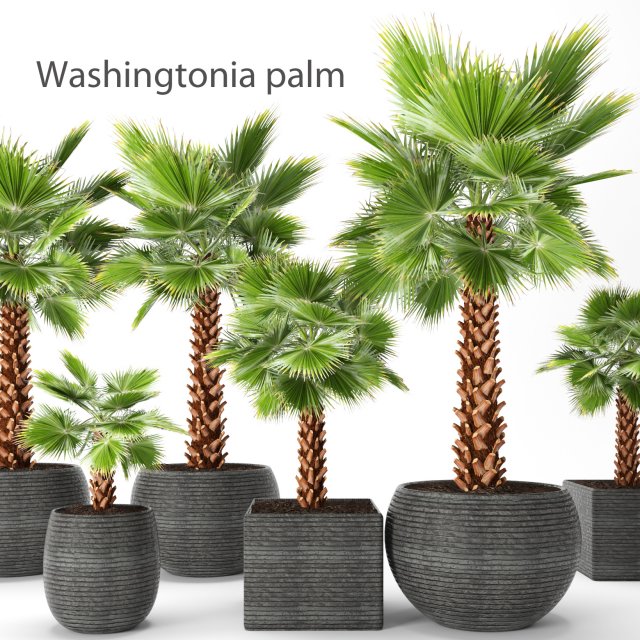 palm tree 3Dモデル .c4d .max .obj .3ds .fbx .stl .blend 