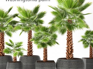 palm tree 3D 模型
